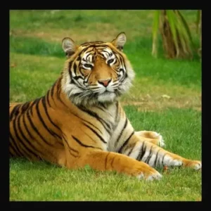 TIger_Sacramento