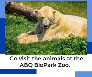 Go visit the animals at the ABQ BioPark Zoo.